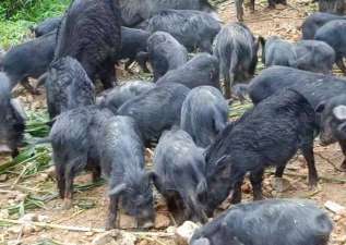 养藏香猪种植哪类草喂养好