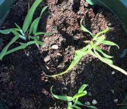 小众送妈妈的花有哪些花