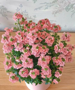 小众送妈妈的花有哪些花