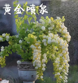 黄金喷泉种植当年开花吗