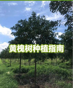 黄花槐种植方法