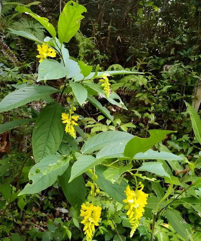 小众送妈妈的花有哪些花