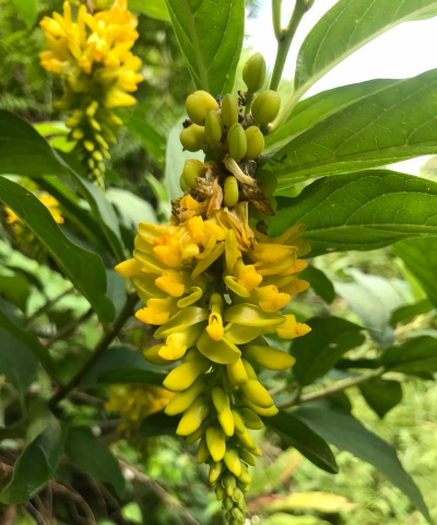 小众送妈妈的花有哪些花