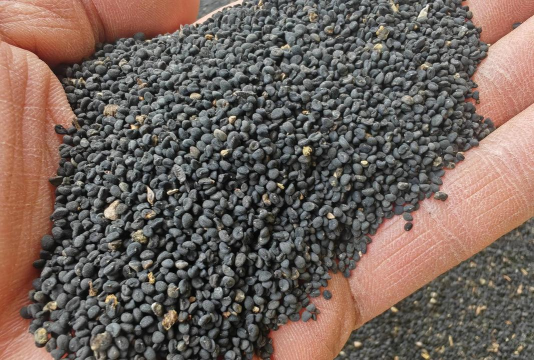 黄芩的种子在花里吗