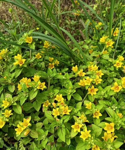 小众送妈妈的花有哪些花