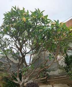 小众送妈妈的花有哪些花