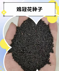 鸡宫花种子长在哪里