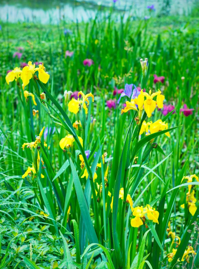 小众送妈妈的花有哪些花