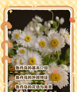 小众送妈妈的花有哪些花