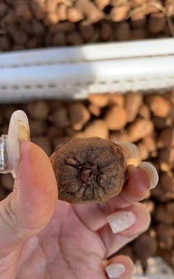 小众送妈妈的花有哪些花