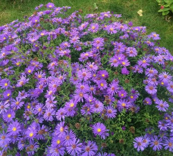 高山紫苑观花种子