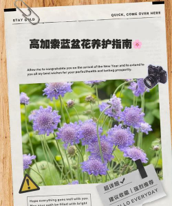 小众送妈妈的花有哪些花