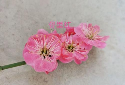 小众送妈妈的花有哪些花