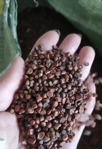 马蔺马莲强花适应性花种子