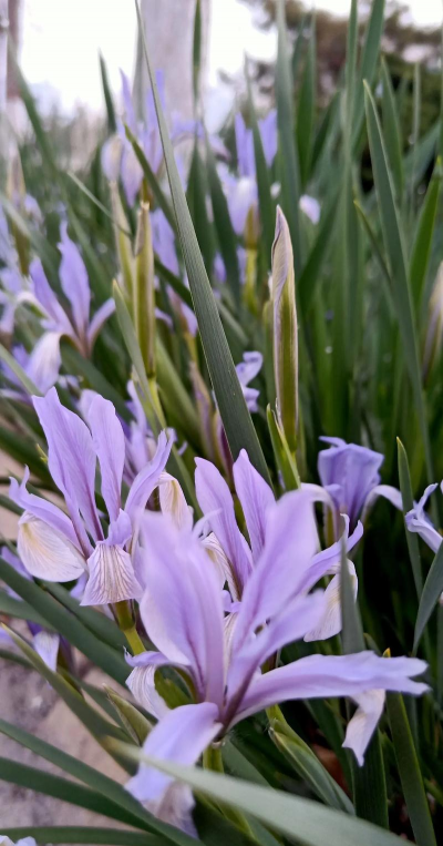 马蔺花种植方法和时间