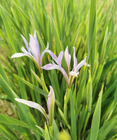 马蔺花怎么种植方法