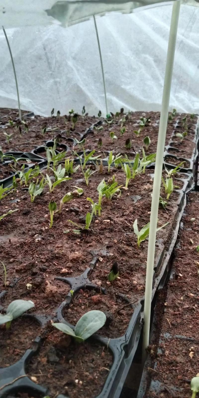 马樱花种子育苗技术