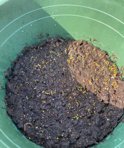 小众送妈妈的花有哪些花