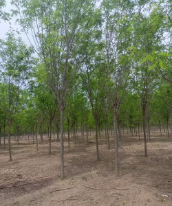 香花槐新疆冬天能种植吗