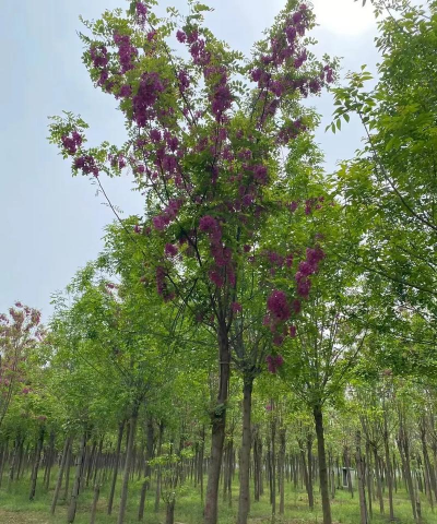 香花槐在温州能种植吗