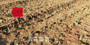 小众送妈妈的花有哪些花