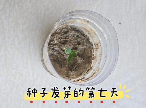 小众送妈妈的花有哪些花