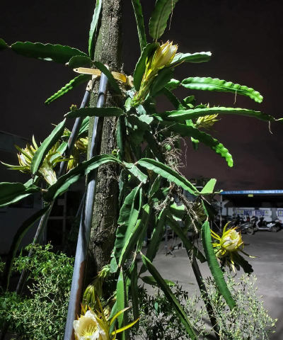 小众送妈妈的花有哪些花