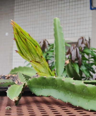 小众送妈妈的花有哪些花