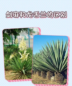 凤尾兰和剑麻的区别