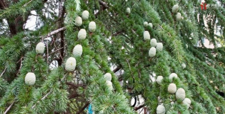 小众送妈妈的花有哪些花