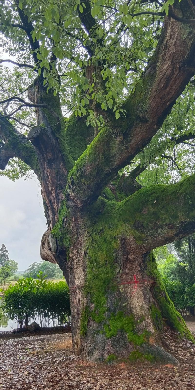 小众送妈妈的花有哪些花