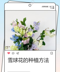 小众送妈妈的花有哪些花