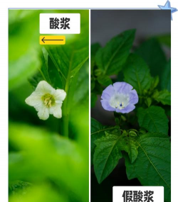 假酸浆和酸浆的区别