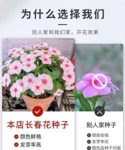小众送妈妈的花有哪些花