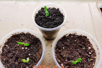 小众送妈妈的花有哪些花