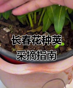 长春花种子收集