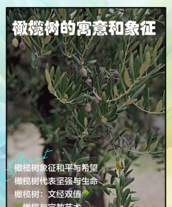 橄榄枝的象征意义