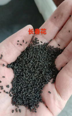 长春花有种子吗