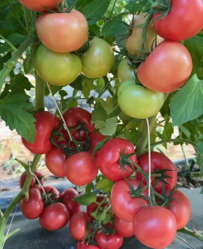 小众送妈妈的花有哪些花