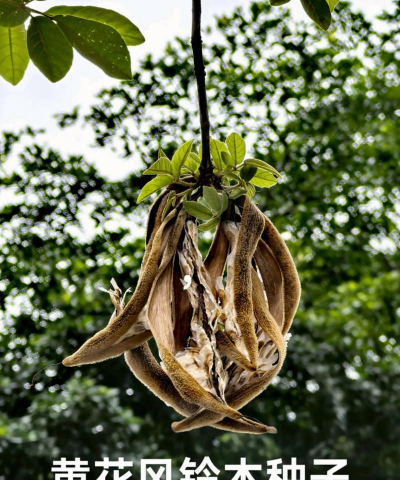 小众送妈妈的花有哪些花