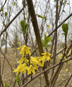 小众送妈妈的花有哪些花