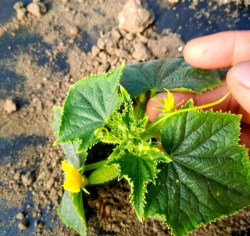 小众送妈妈的花有哪些花