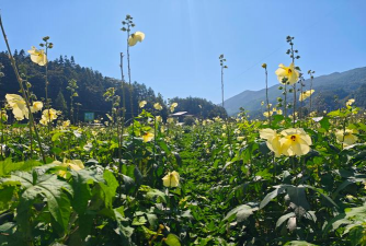 小众送妈妈的花有哪些花