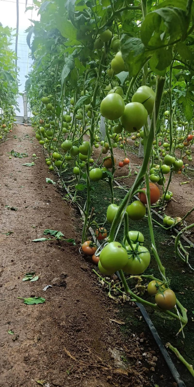 小众送妈妈的花有哪些花