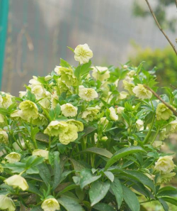 小众送妈妈的花有哪些花