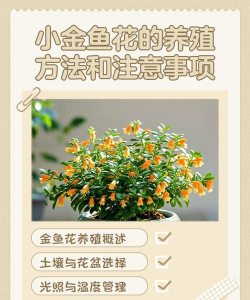小众送妈妈的花有哪些花