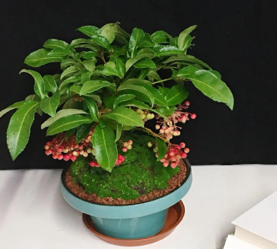 小众送妈妈的花有哪些花