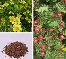 野生山刺玫花种子