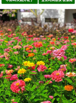 小众送妈妈的花有哪些花