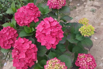 小众送妈妈的花有哪些花